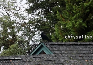 Beauty small tit amateur teen masturbating her shaved pussy