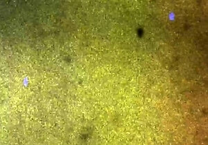 Amateur Webcam Teen Flashes Masturbates